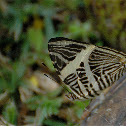 Dirce Beauty
