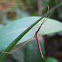 Unknown insect