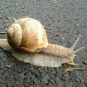 Snail