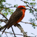 Vermillion Flycatcher