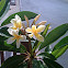Plumeria