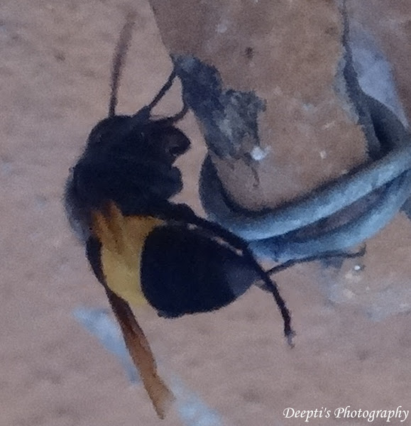 Yellow Banded Wasp Project Noah