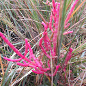 Glasswort