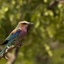 Lilac-breasted Roller