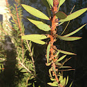 Stiff Bottlebrush