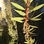 Stiff Bottlebrush