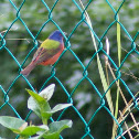 Painted Bunting