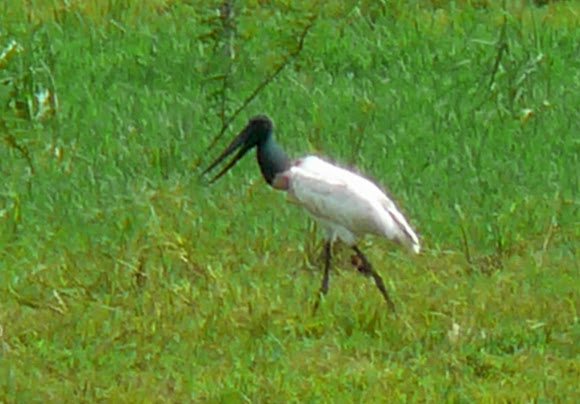 Spotting Image 1