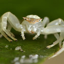 Crab spider