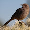 Curve-billed Thrasher