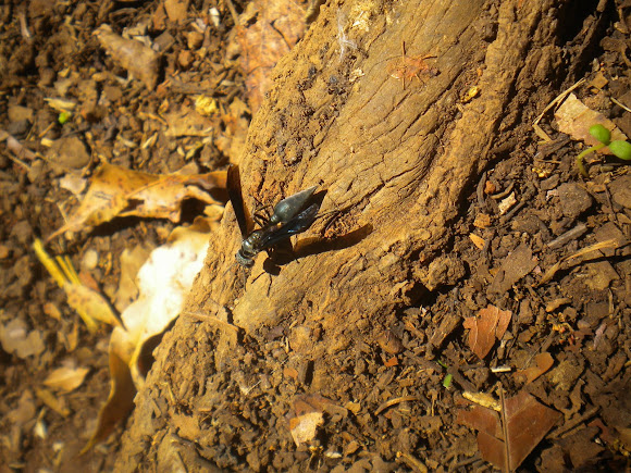 Spotting Image 1