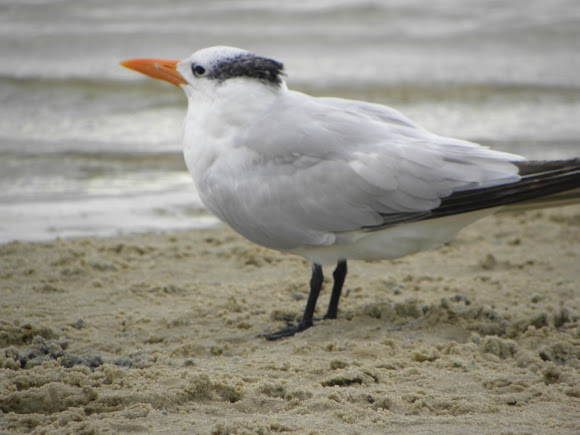 Spotting Image 1