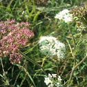 Burnet Saxifrage - Kleine Bibernelle