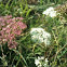 Burnet Saxifrage - Kleine Bibernelle