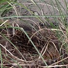 Mallard duck
