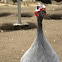 Helmeted Guineafowl