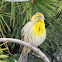Serin; Verdecillo