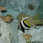 Schooling Bannerfish