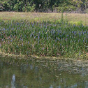 Purple Loosestrife