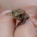 Toad