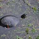 Florida Redbelly Turtle