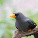 Sparrow