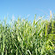 Common Reed