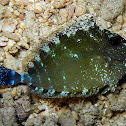 Spotted Unicornfish (juvenile)