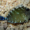 Spotted Unicornfish (juvenile)