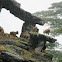 The Barbary Sheep
