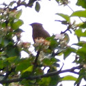 Cedar Waxwing