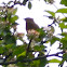 Cedar Waxwing