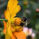 Bumble Bee