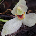 Maxillaria