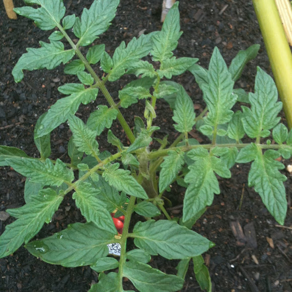 Rutgers Slicer Tomato Project Noah