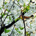 American Redstart (female)