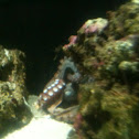Common octopus - polpo comune