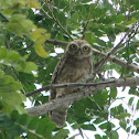 Little OWL