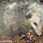 Virginia Opossum