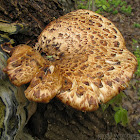 Dryad’s Saddle