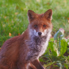 Red fox