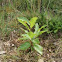 Chestnut