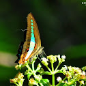 Common Bluebottle