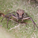 Ground crab spider (Xysticus)