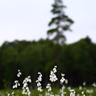 Slender cottongrass