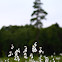Slender cottongrass