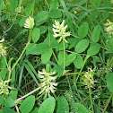 Liquorice milkvetch / Bärenschote