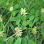 Liquorice milkvetch / Bärenschote