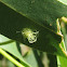 Lerp protecting a psyllid nymph