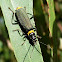 Plague Soldier Beetle